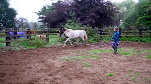 Horse in a lunge pen at Mells farm Livery
